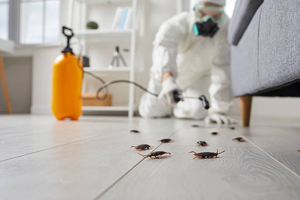 Commercial Kitchen Cockroach Control in McMurray